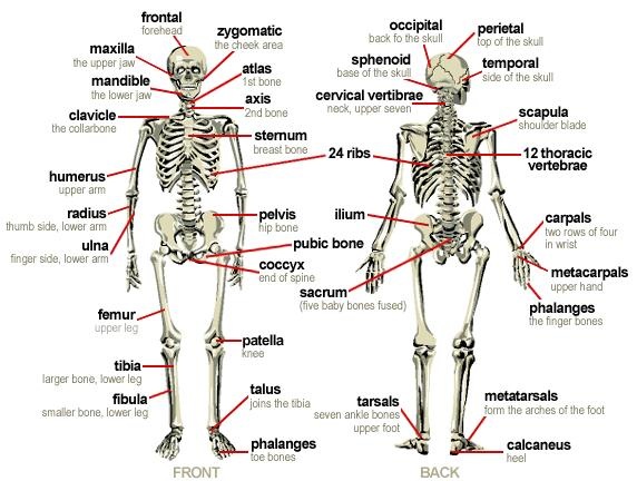 long short flat and irregular bones